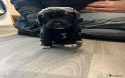 Jackapoo dogs for sale: Adorable Jackapoo puppies for sale !!!! - Image 14