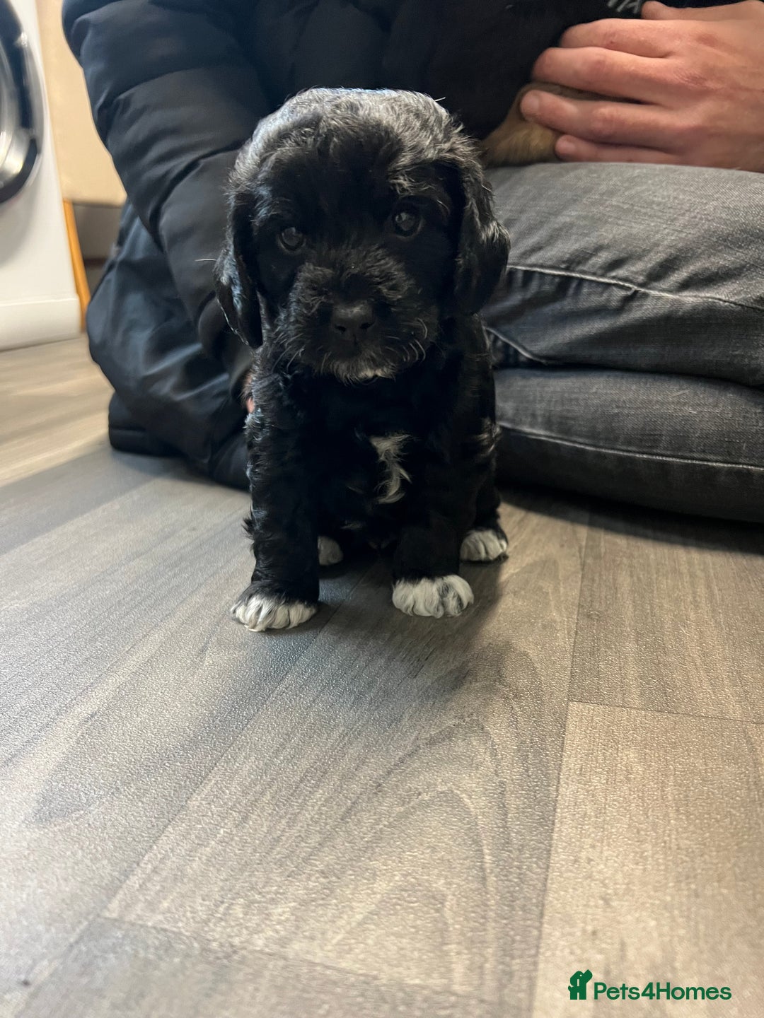 Jackapoo dogs for sale: Adorable Jackapoo puppies for sale !!!! - Image 14