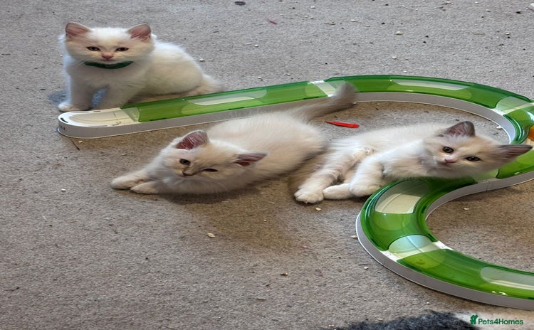 Ragdoll cats - Advert 1