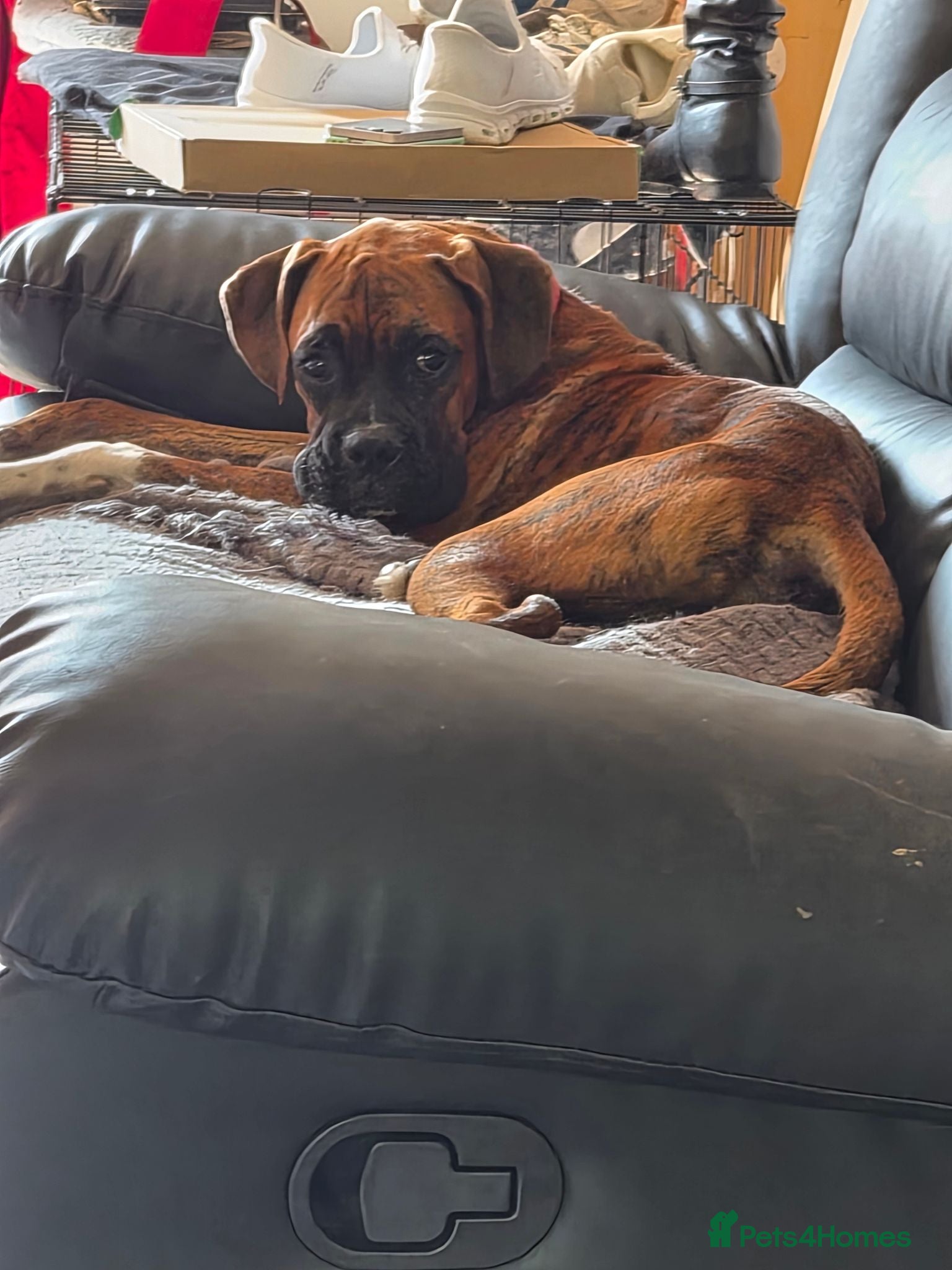 Boxer dogs Male 6 months boxer - Advert 11