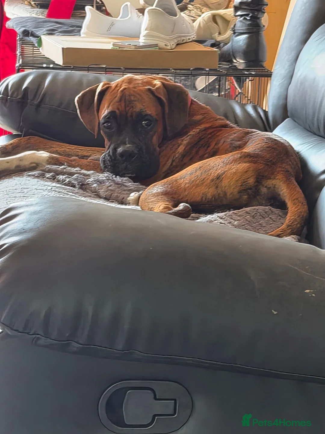 Boxer dogs for sale: Male 6 months boxer - Advert 1