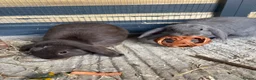Mini Lop rabbits for sale: X2 mini lop sisters  in Worthing - Advert 6