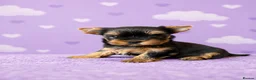 Yorkshire Terrier dogs for sale: ✨🐾 Outstanding Show Quality KC Yorkie Puppies 🐾✨ - Advert 1