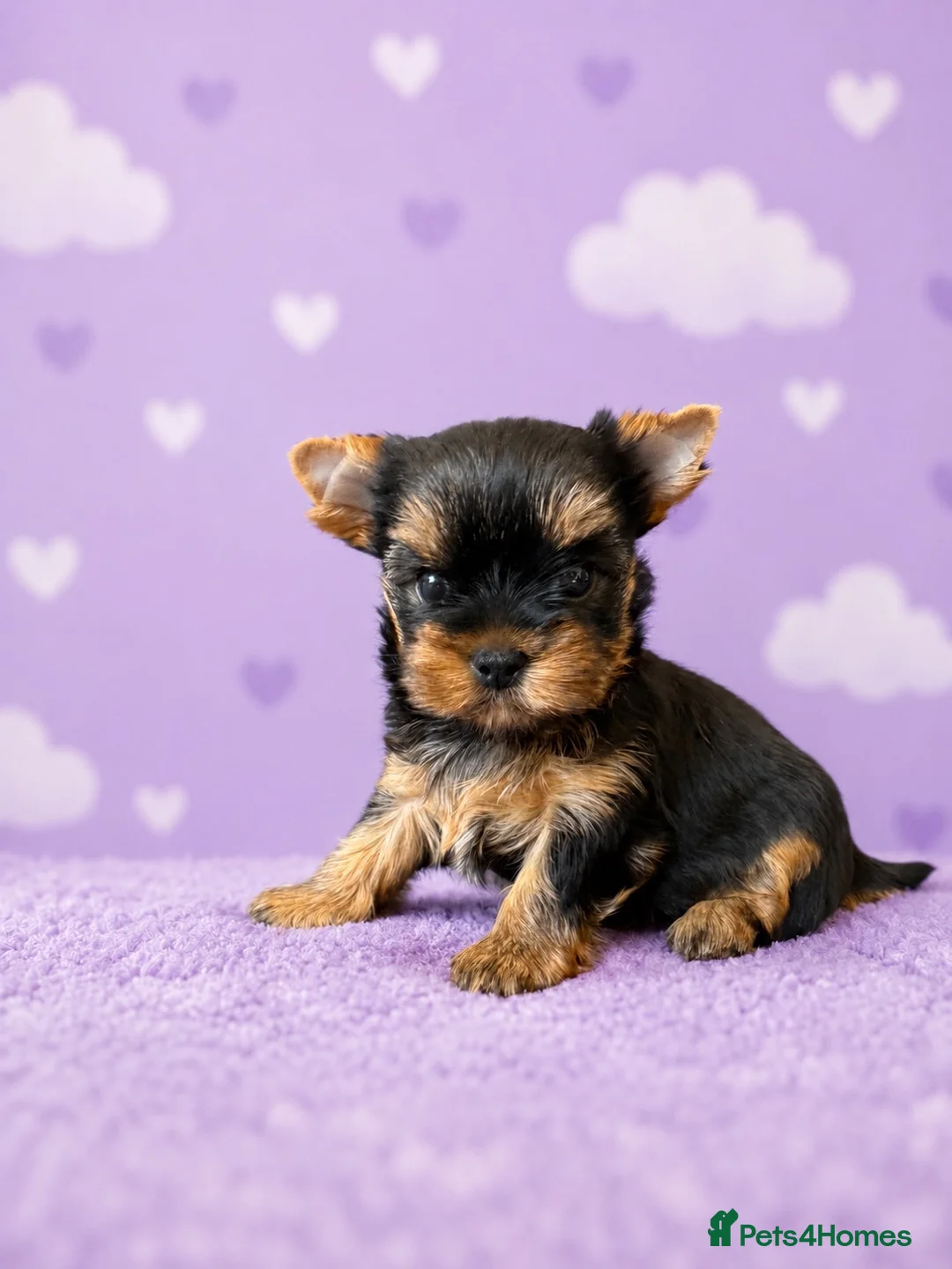 Yorkshire Terrier dogs for sale: ✨🐾 Outstanding Show Quality KC Yorkie Puppies 🐾✨ - Advert 1