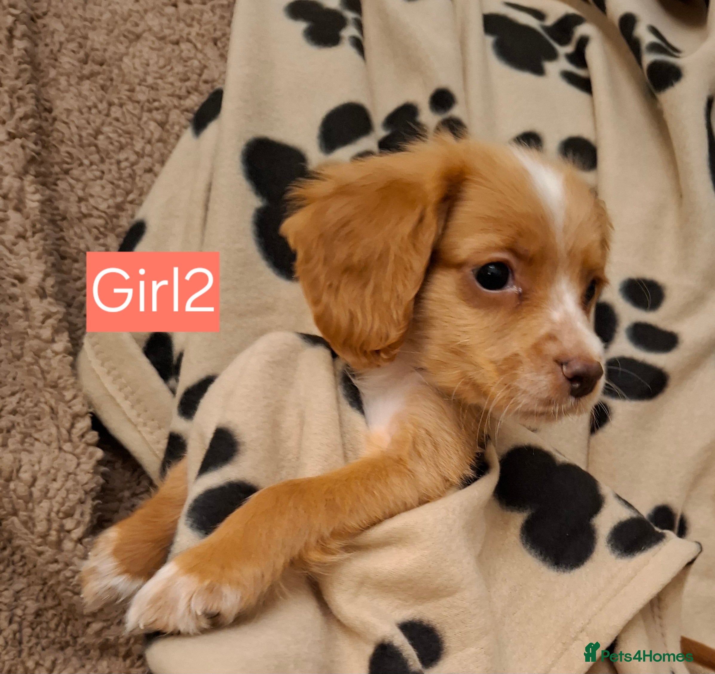 Cocker Spaniel dogs Beautiful litter of 7 Pedigree Cocker Spaniels - Advert 1