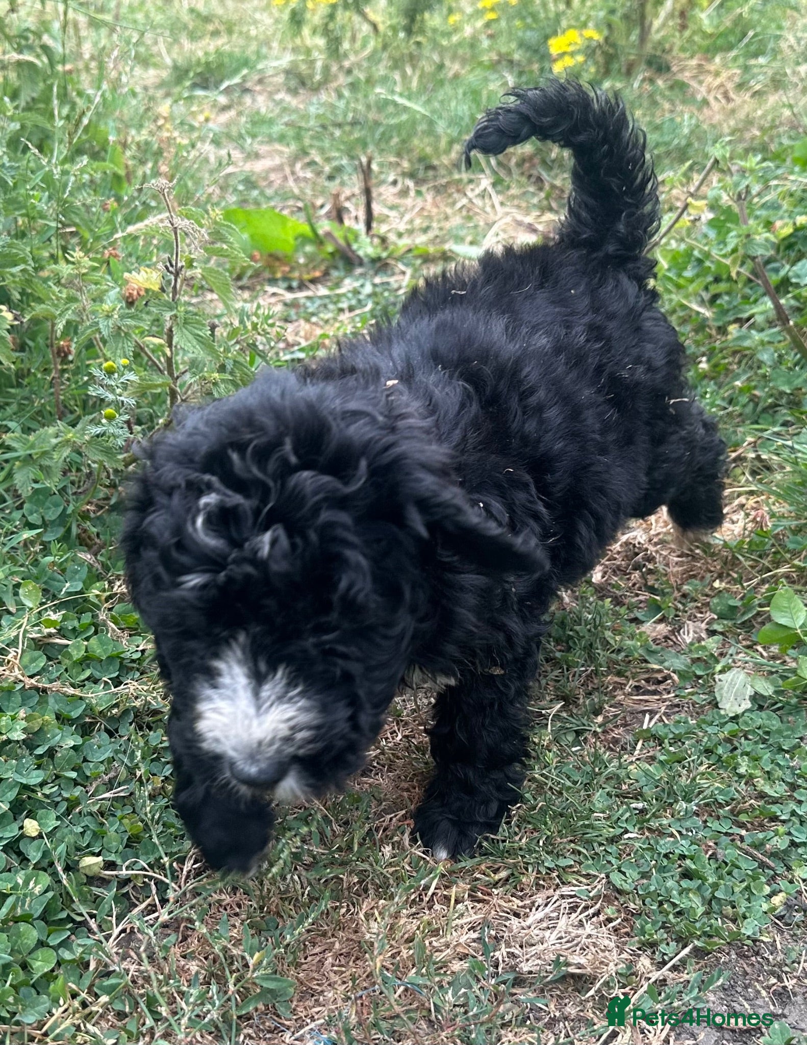 Bernedoodle dogs F1 STANDARD BERNADOODLES LAST 2 B/W GIRLS REDUCED - Advert 2