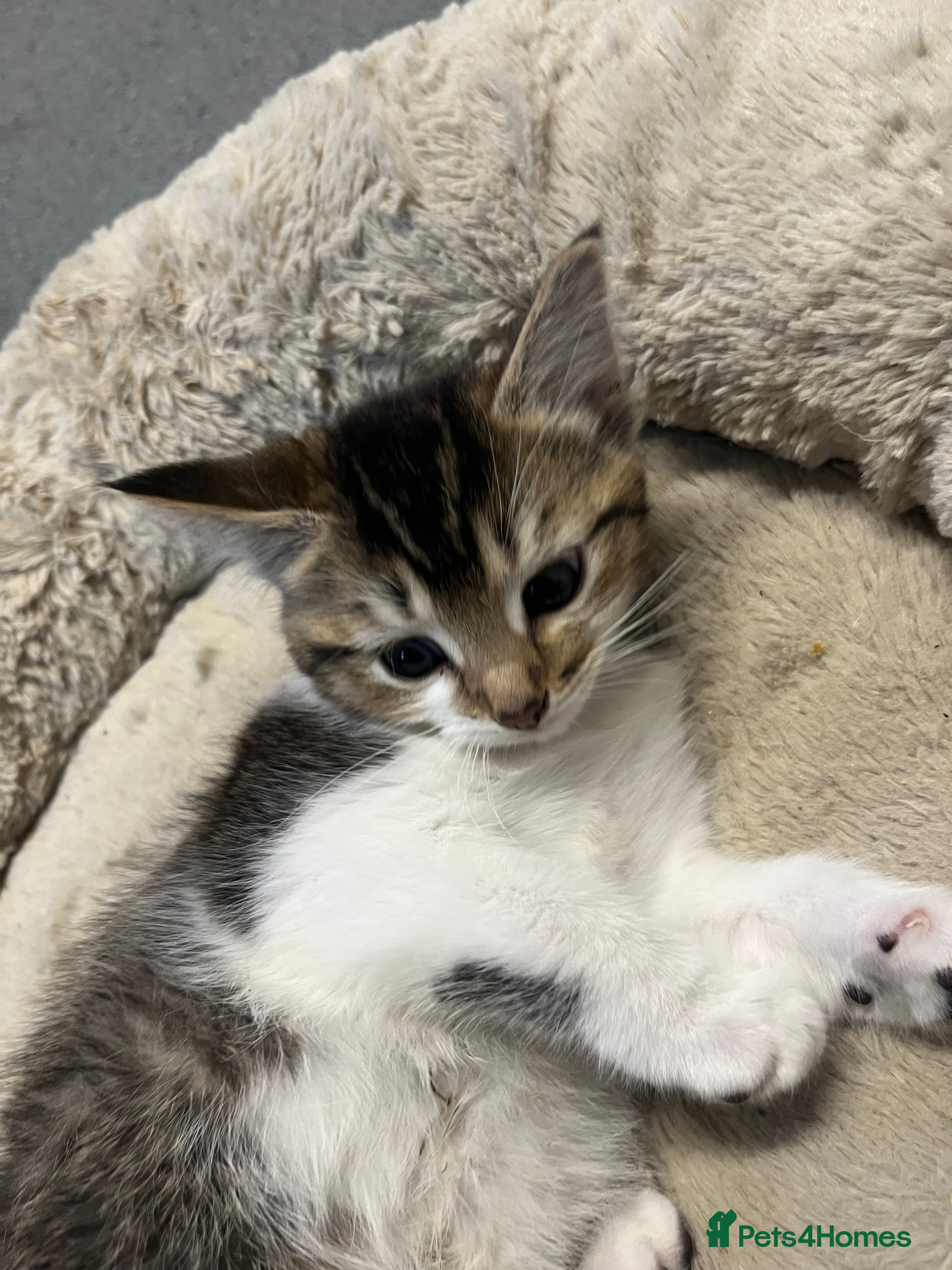 Mixed Breed cats 🐾 5 Stunning Mixed 8 week old Kittens  - Advert 1