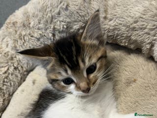 Mixed Breed cats 🐾 5 Stunning Mixed 8 week old Kittens - Advert 1