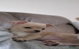 Chihuahua dogs for sale: Short-Haired Applehead Chihuahuas - Image 15