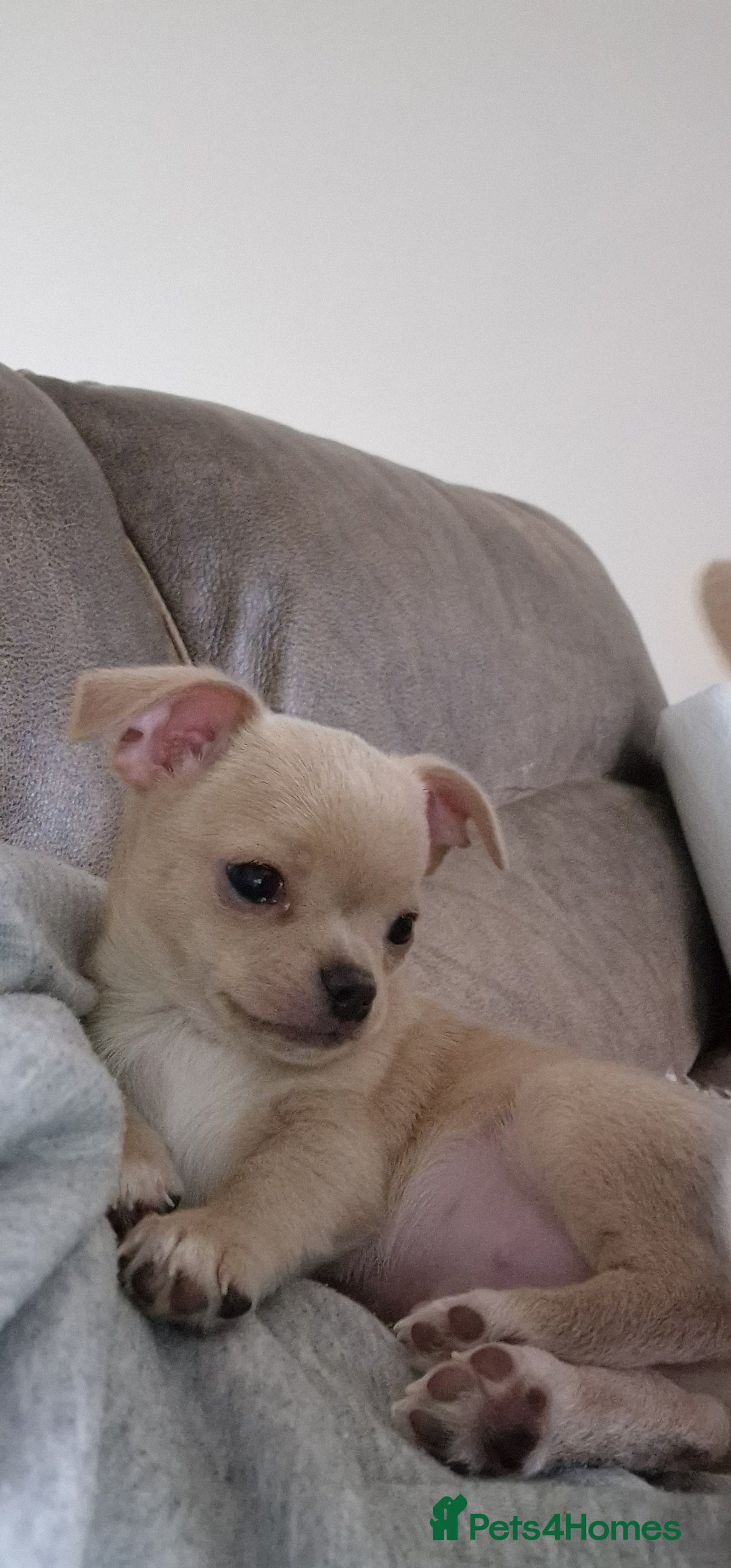 Chihuahua dogs for sale: Short-Haired Applehead Chihuahuas - Image 15