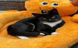 Mixed Breed cats for sale: Mix breed kittens  - Image 6
