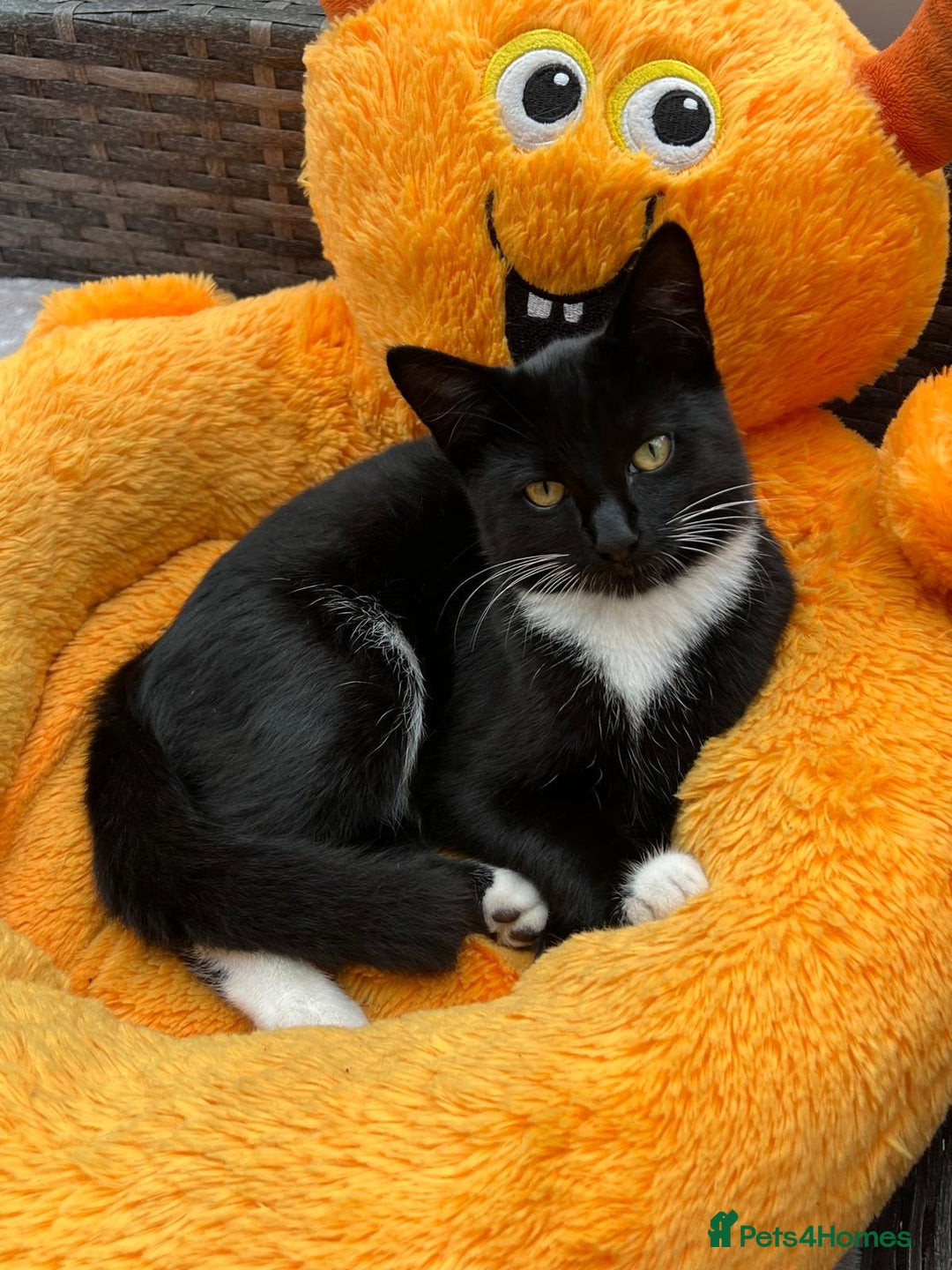 Mixed Breed cats for sale: Mix breed kittens  - Image 6