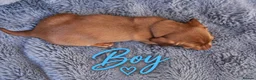 Miniature Dachshund dogs for sale: ❤️KC registered 8 Miniature Dachshund Puppies ❤️ - Advert 11