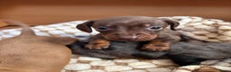Dachshund dogs for sale: Dachshund puppies  - Advert 3