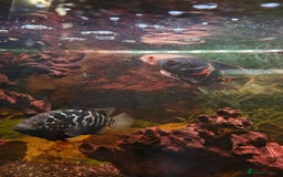 Cichlids fish for sale: 3 Oscars, 1 Cuban Cichlid - Image 7