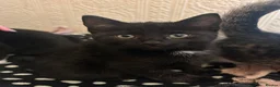 Mixed Breed cats for sale: 2 Gorgeous Kittens - Advert 5