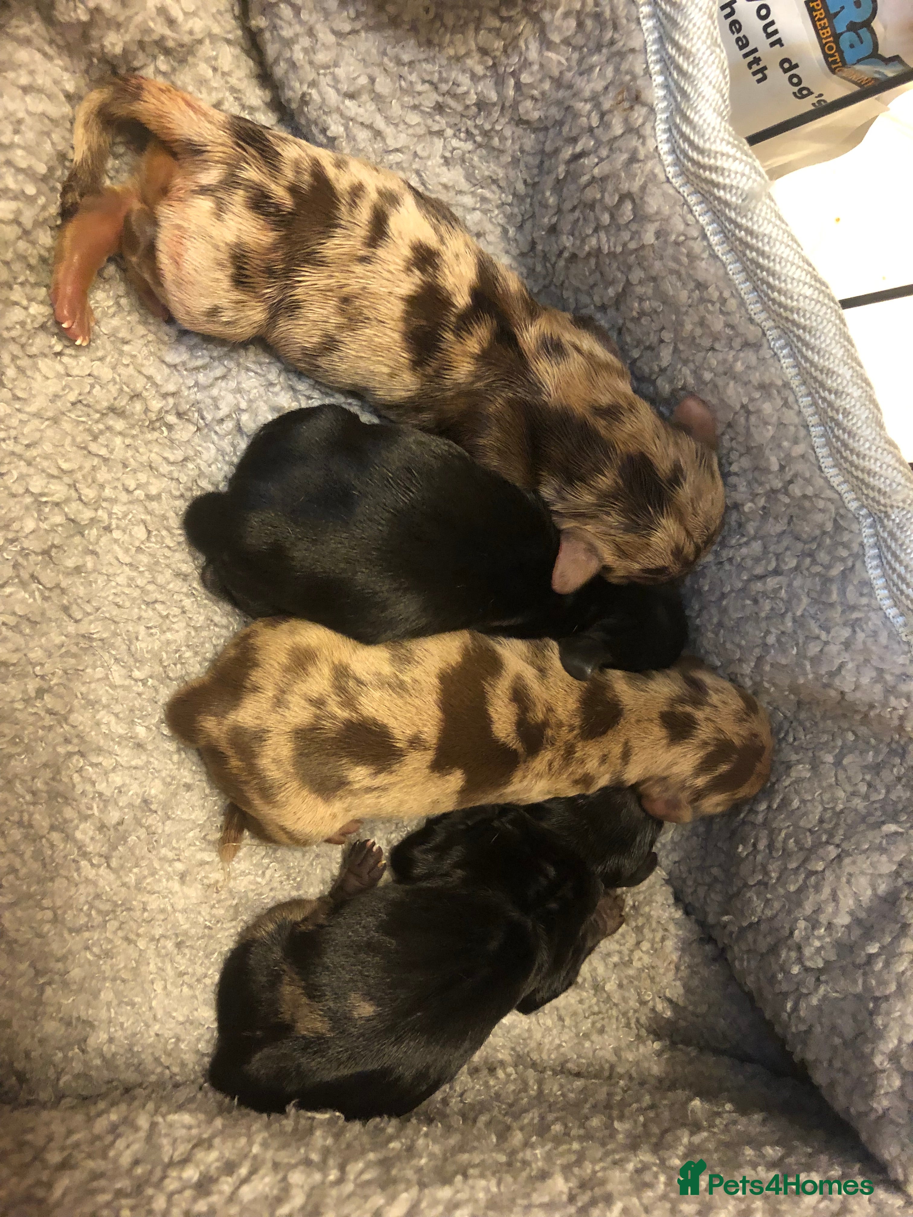 Miniature Dachshund dogs Miniature Dachshund Puppies - Advert 5