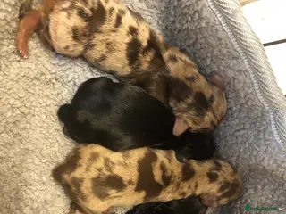 Miniature Dachshund dogs Miniature Dachshund Puppies - Advert 5