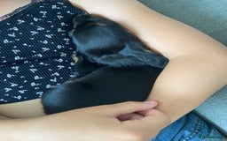 Miniature Dachshund dogs for sale: Beautiful miniature dachshunds  - Image 5