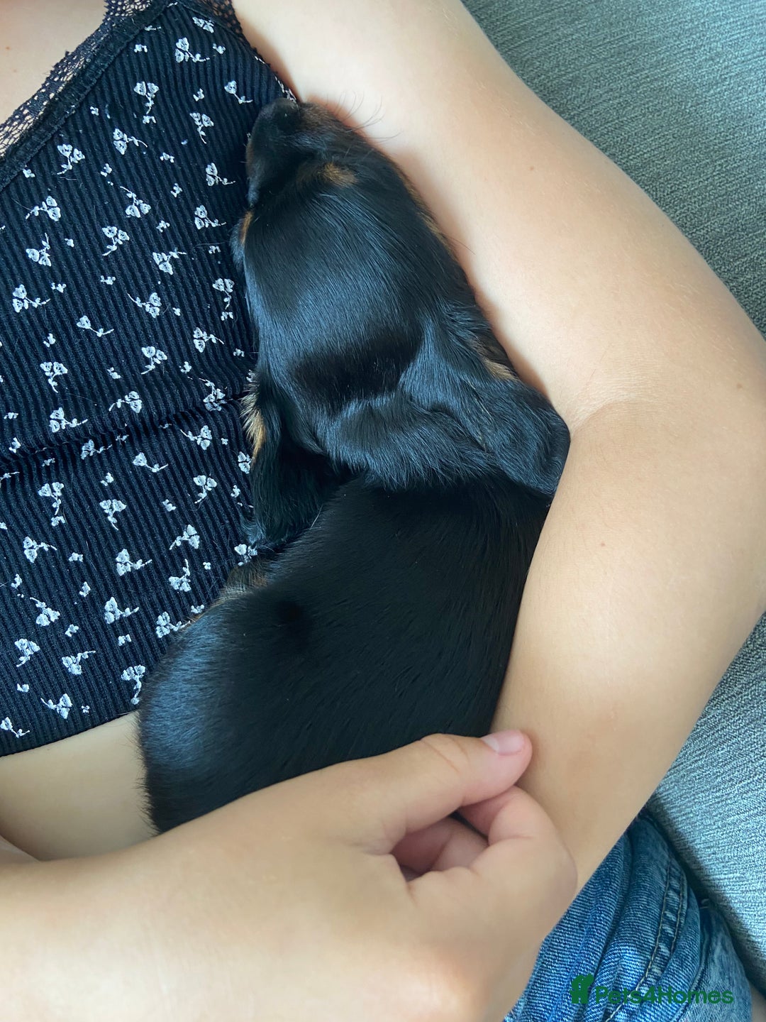 Miniature Dachshund dogs for sale: Beautiful miniature dachshunds  - Image 5