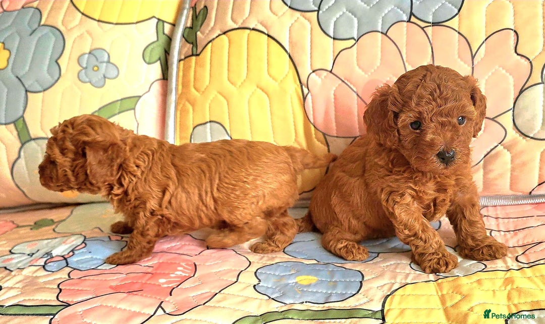 Toy Poodle dogs for sale: 🔥Toy 🔥Mini 🔥Asian Poodle Puppies Girls for sale - Image 4