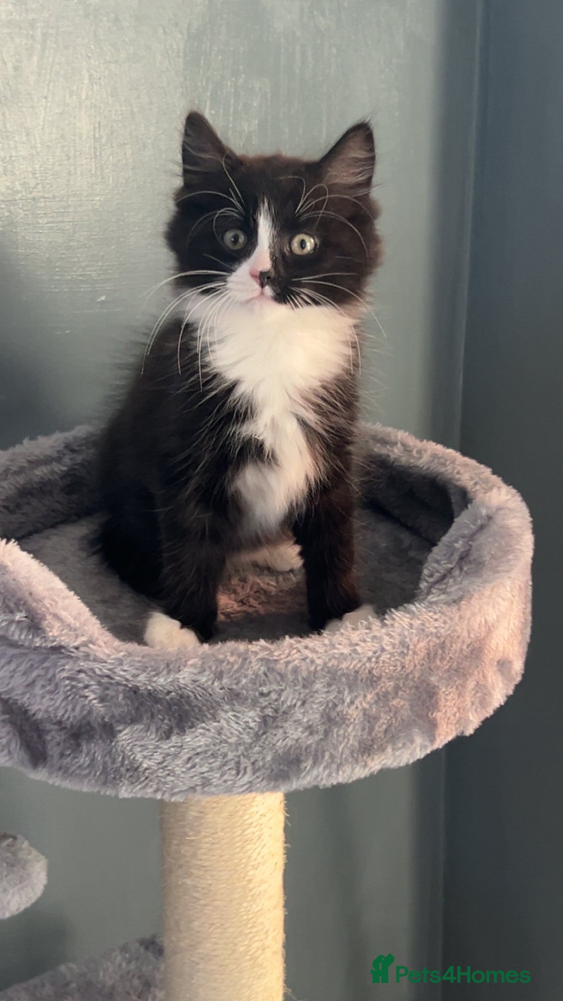 Mixed Breed cats 2 kittens for sale  - Advert 3