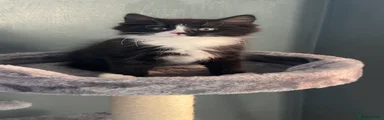 Kitten 1