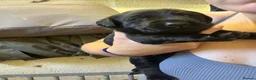 Labrador Retriever dogs for sale: KC Black Lab Male Pups  in Ottery Saint Mary - Advert 10