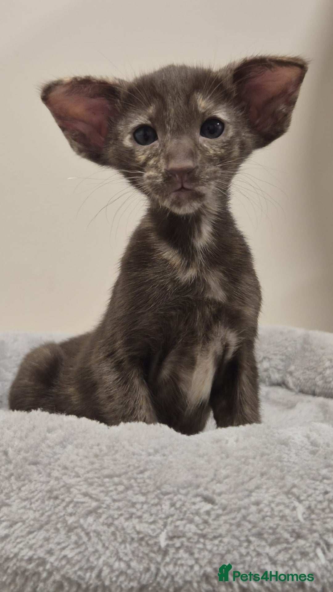 Oriental cats for sale: Oriental and Siamese kittens. - Advert 9