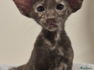 Oriental cats for sale: Oriental and Siamese kittens. - Advert 1