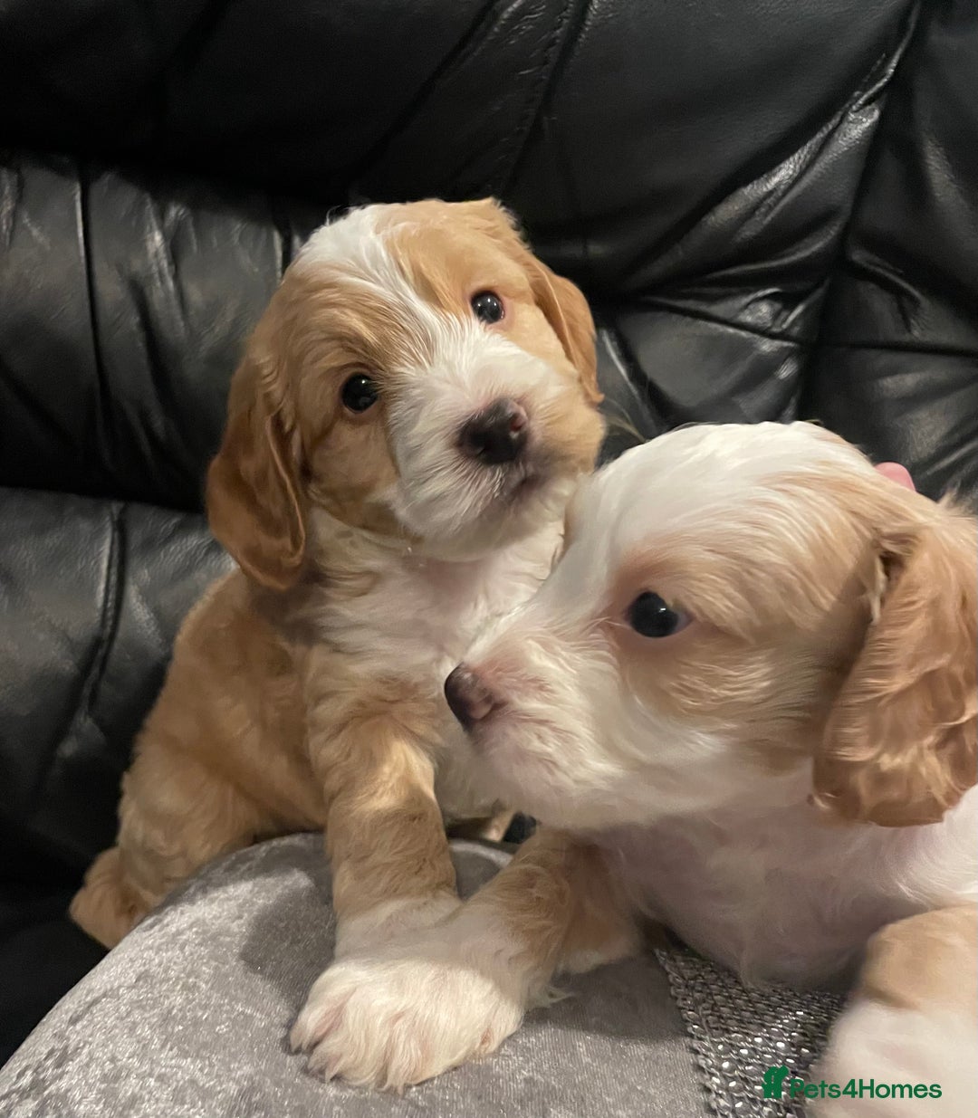Cockapoo dogs for sale: Cockapoo - Image 3