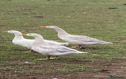 Geese poultry for sale: Geese for sale  - Image 1