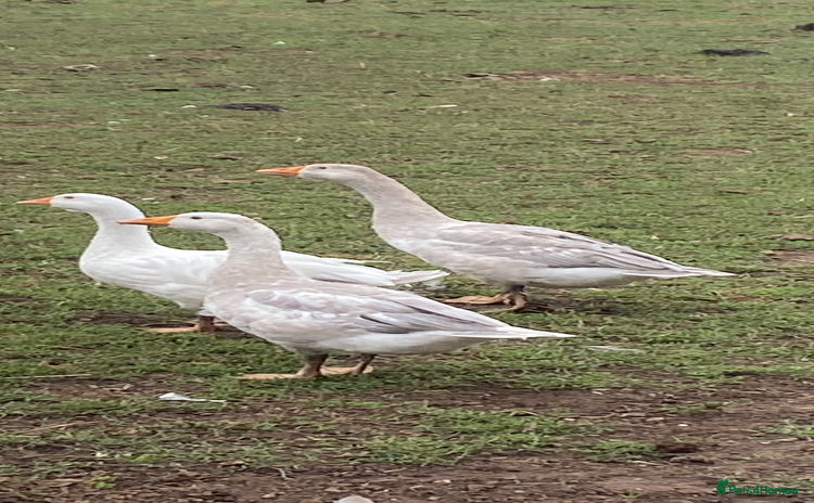 Geese poultry - Advert 1