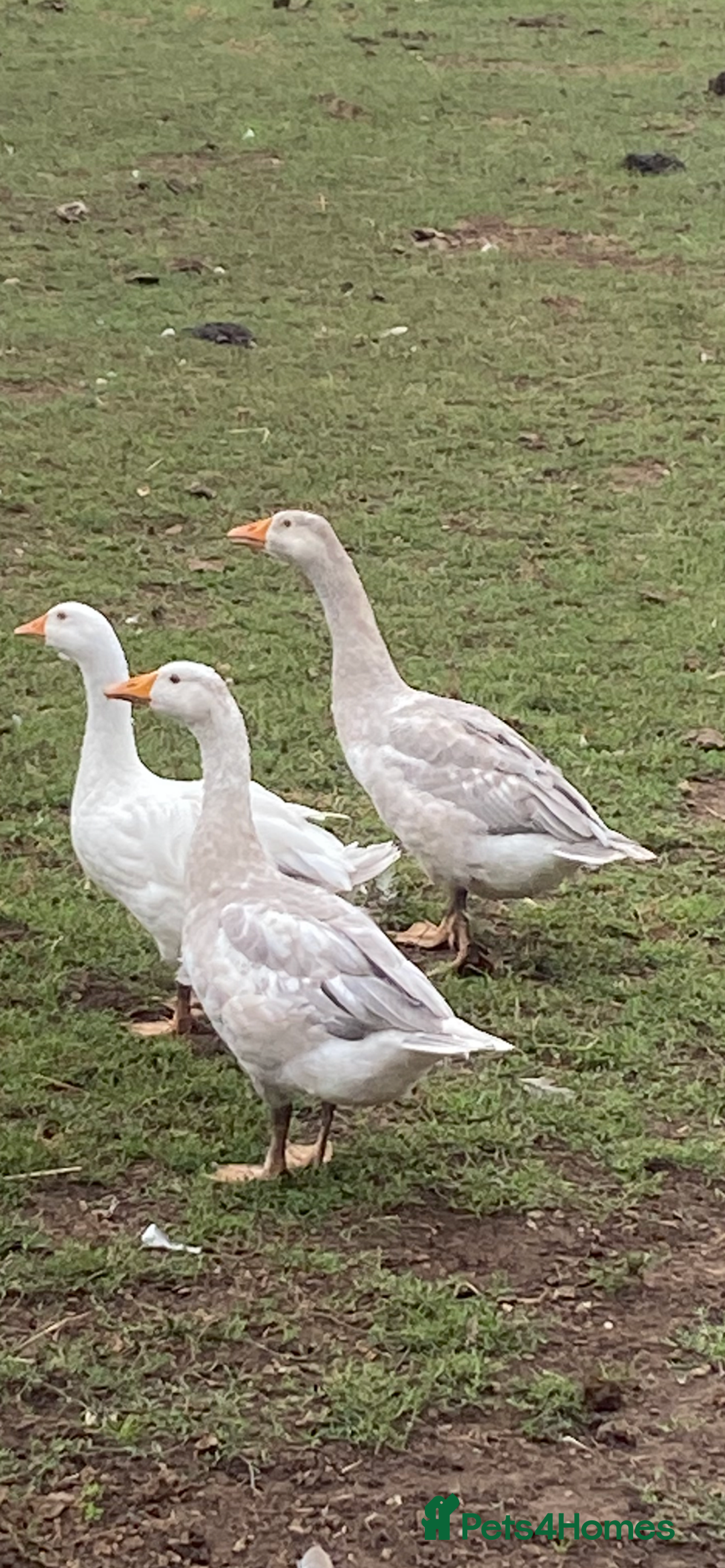 Geese poultry for sale: Geese for sale  - Image 1