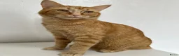Domestic Shorthair cats for sale: Simba fully ginger cat  in Bury - Advert 1