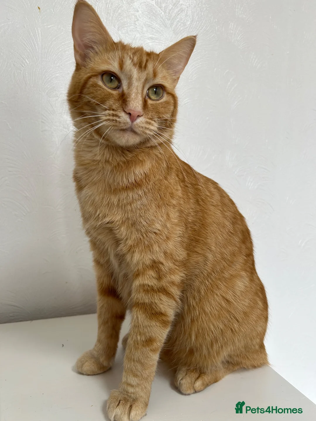 Domestic Shorthair cats for sale: Simba fully ginger cat  in Bury - Advert 1