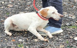 Mixed Breed dogs for adoption: JONNY - Image 12