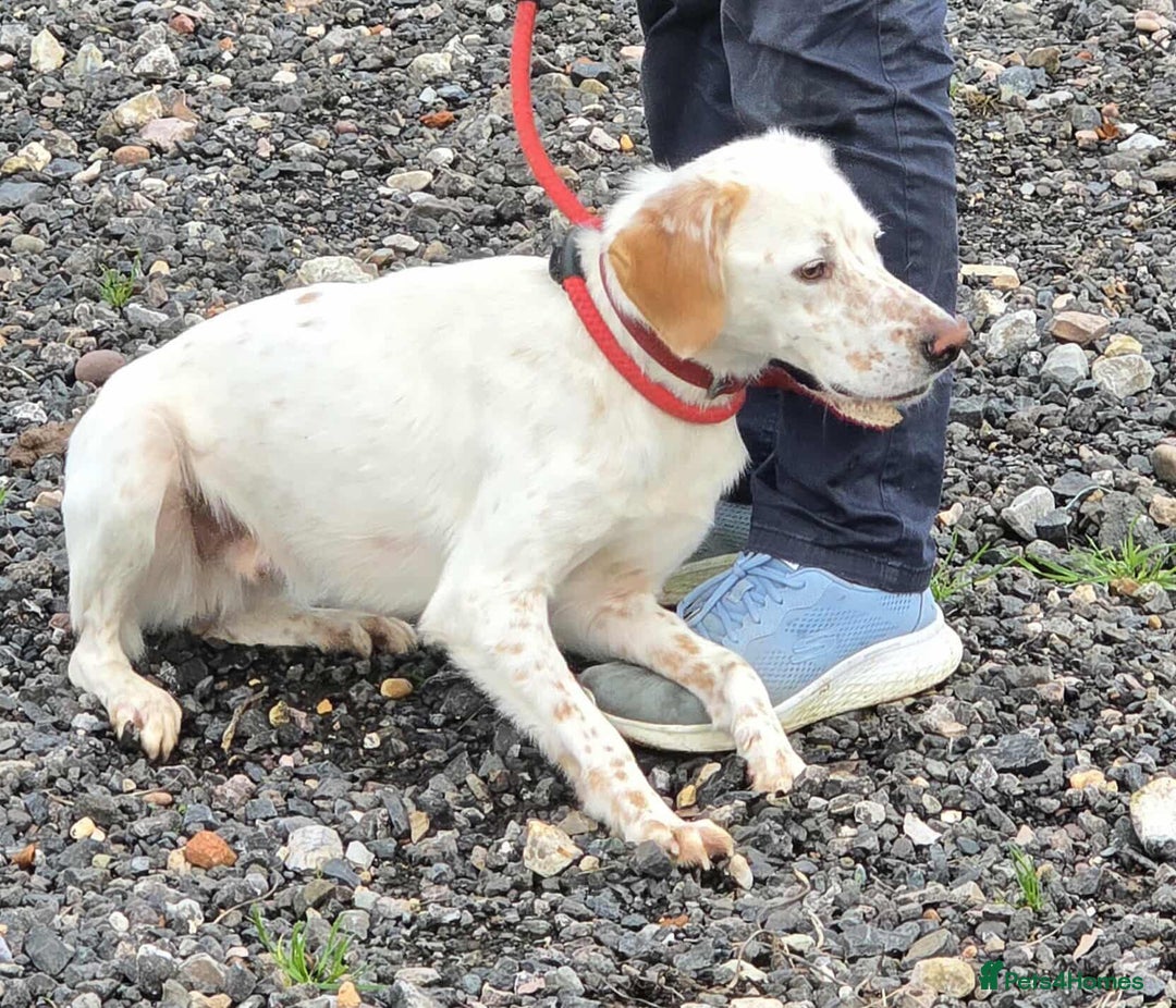 Mixed Breed dogs for adoption: JONNY - Image 12