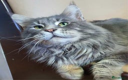Maine Coon cats for sale: Maine coon kitten - Image 4