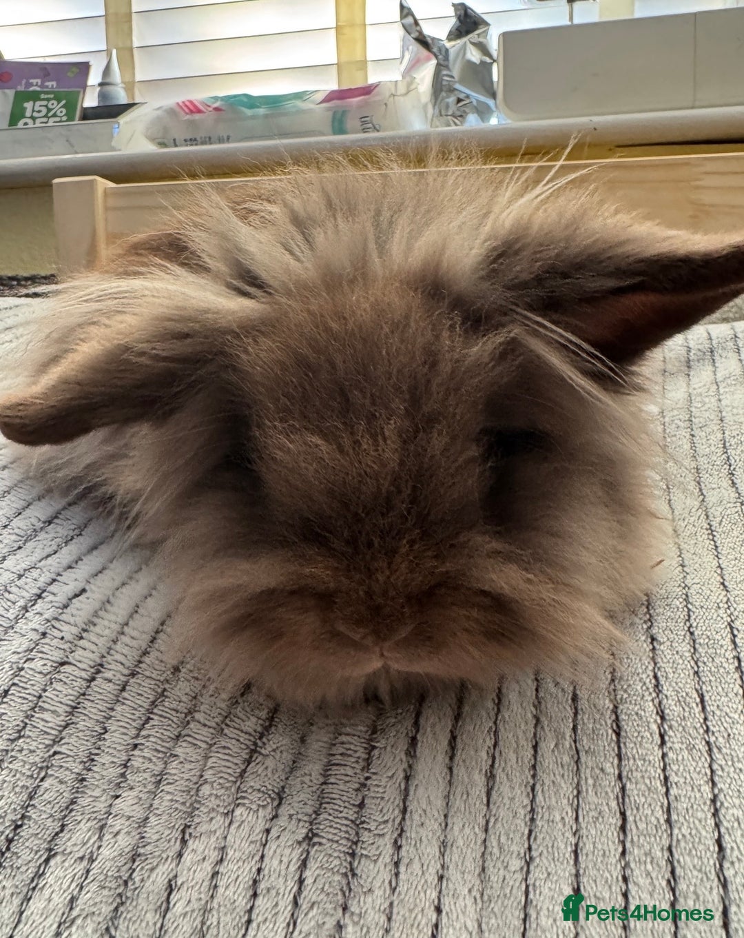 Lionhead rabbits for sale: Lionshead rabbits for sale - Advert 7