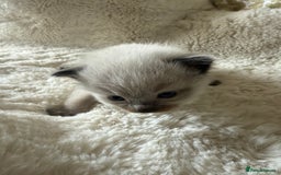 Ragdoll cats for sale: Beautiful litter of Ragdoll baby’s!  - Image 20