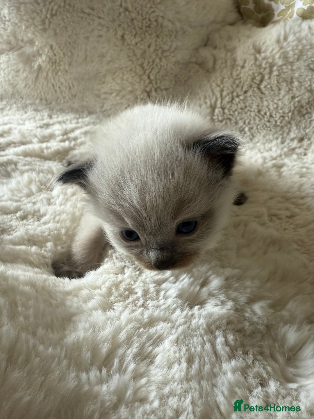 Ragdoll cats for sale: Beautiful litter of Ragdoll baby’s!  - Image 20