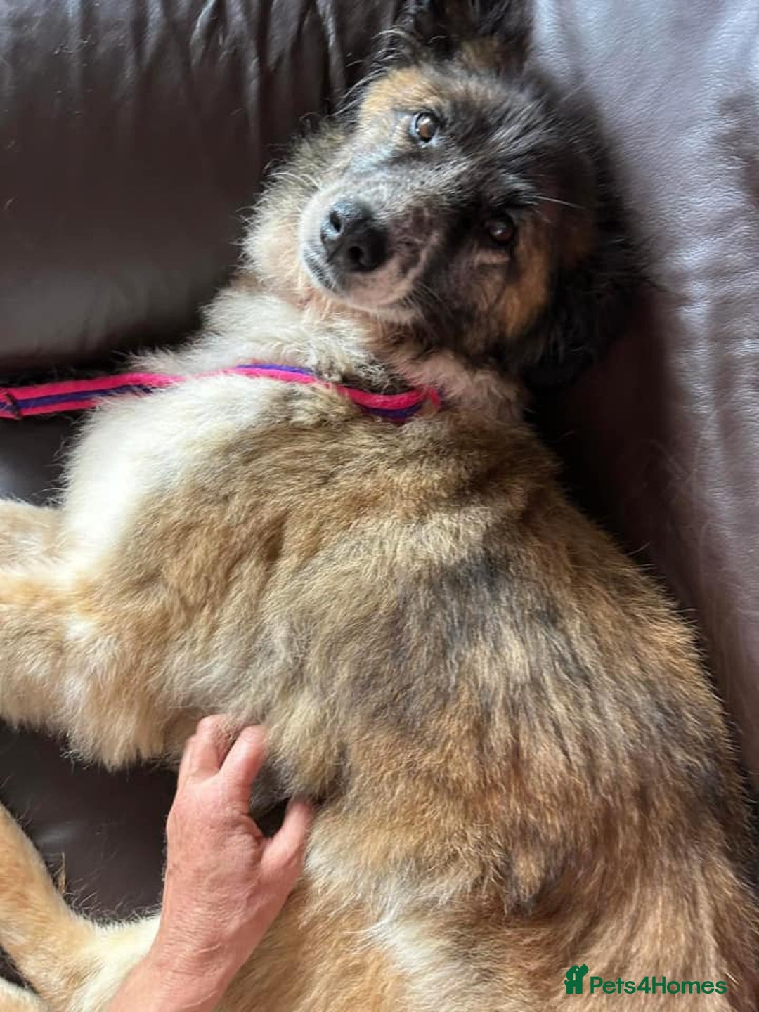 Mixed Breed dogs for adoption: Hilda - Norwich Norfolk  - Image 11