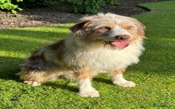 Mixed Breed dogs for sale: READY TO LEAVE - DNA health tested Puppies  - Image 3