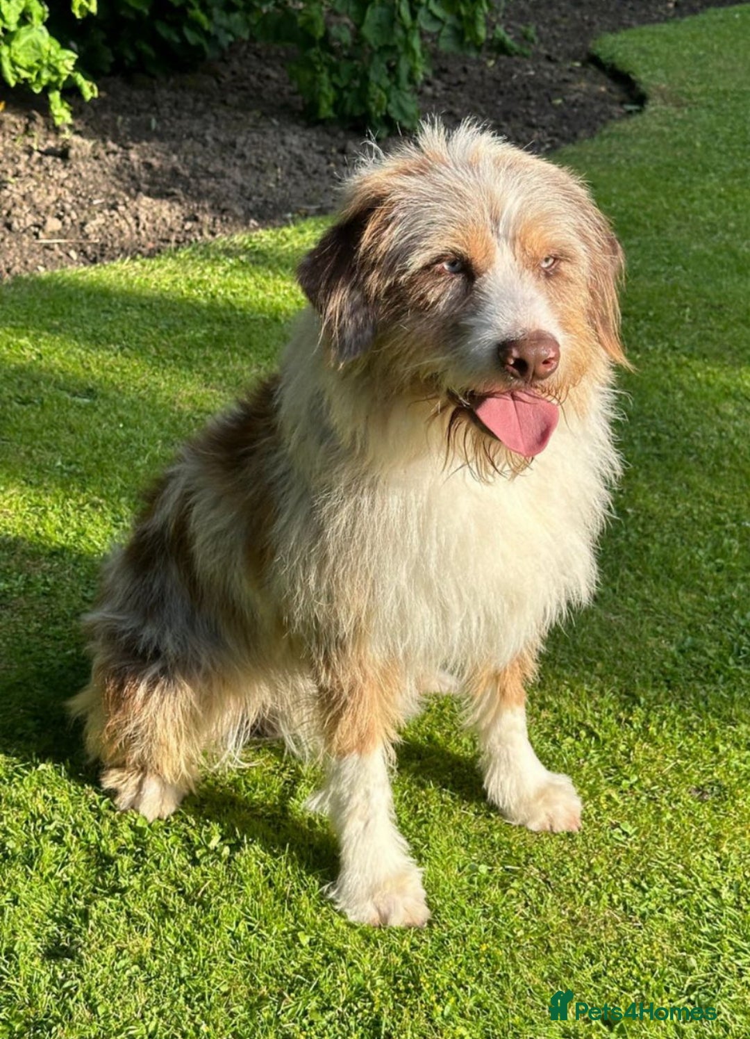 Mixed Breed dogs for sale: READY TO LEAVE - DNA health tested Puppies  - Image 3