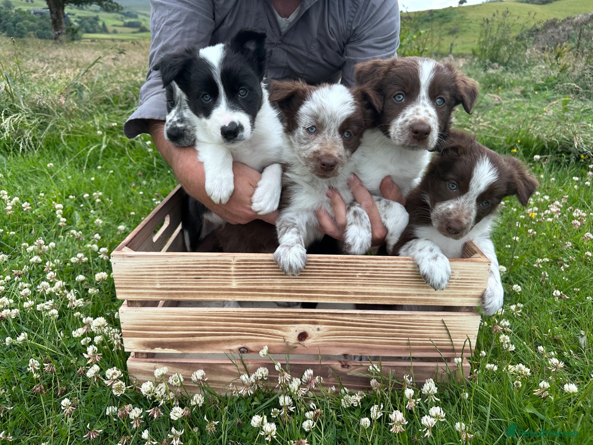 Border Collie dogs Border Collie Puppies - Advert 1