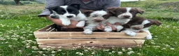 Border Collie dogs for sale: Border Collie Puppies - Advert 1