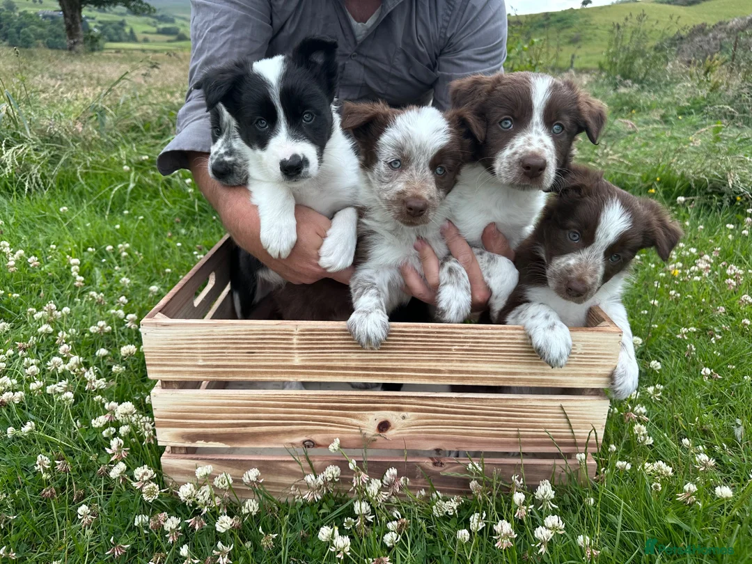 Border Collie dogs for sale: Border Collie Puppies - Advert 1