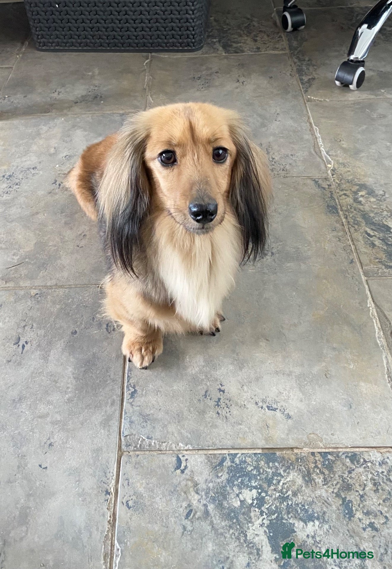 Miniature Dachshund dogs Exceptional KC Registered Miniature Dachshunds  - Advert 2