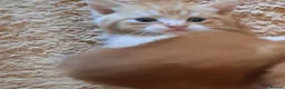 Mixed Breed cats for sale: Ginger, ginger white,white kittens prices vary - Advert 11